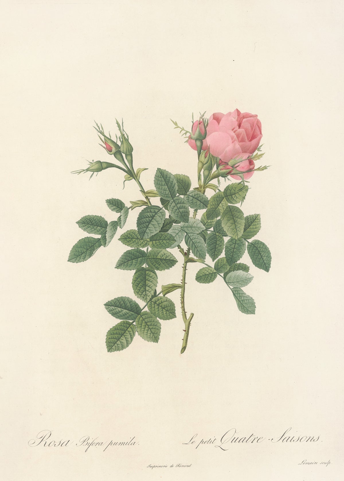 Les Roses: Rosa Bifera Pumila by Pierre-Joseph Redouté — A small pink double rose with clustered buds on a compact spray