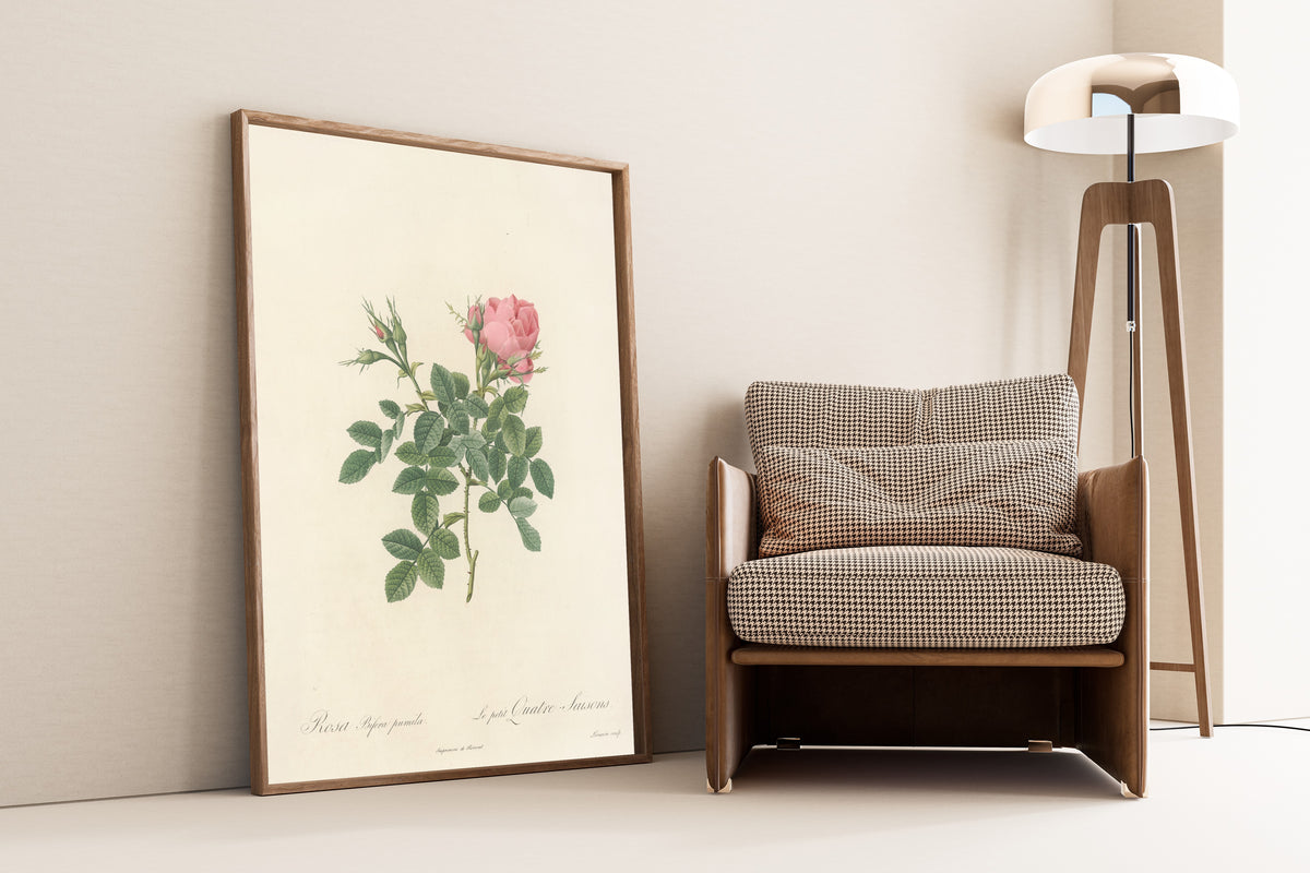 Framed art print of Les Roses: Rosa Bifera Pumila by Pierre-Joseph Redouté, leaning against a wall beside an armchair and a floor lamp