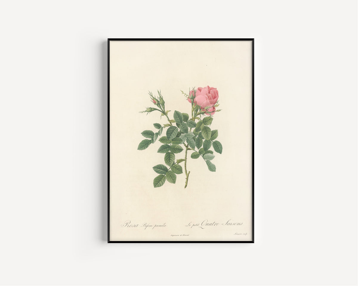 Framed art print of Les Roses: Rosa Bifera Pumila by Pierre-Joseph Redouté, in a slim black frame on a plain white wall