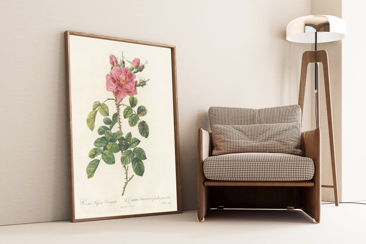 Framed art print of Les Roses: Rosa Bifera Variegata by Pierre-Joseph Redouté, leaning against a wall beside an armchair and a floor lamp