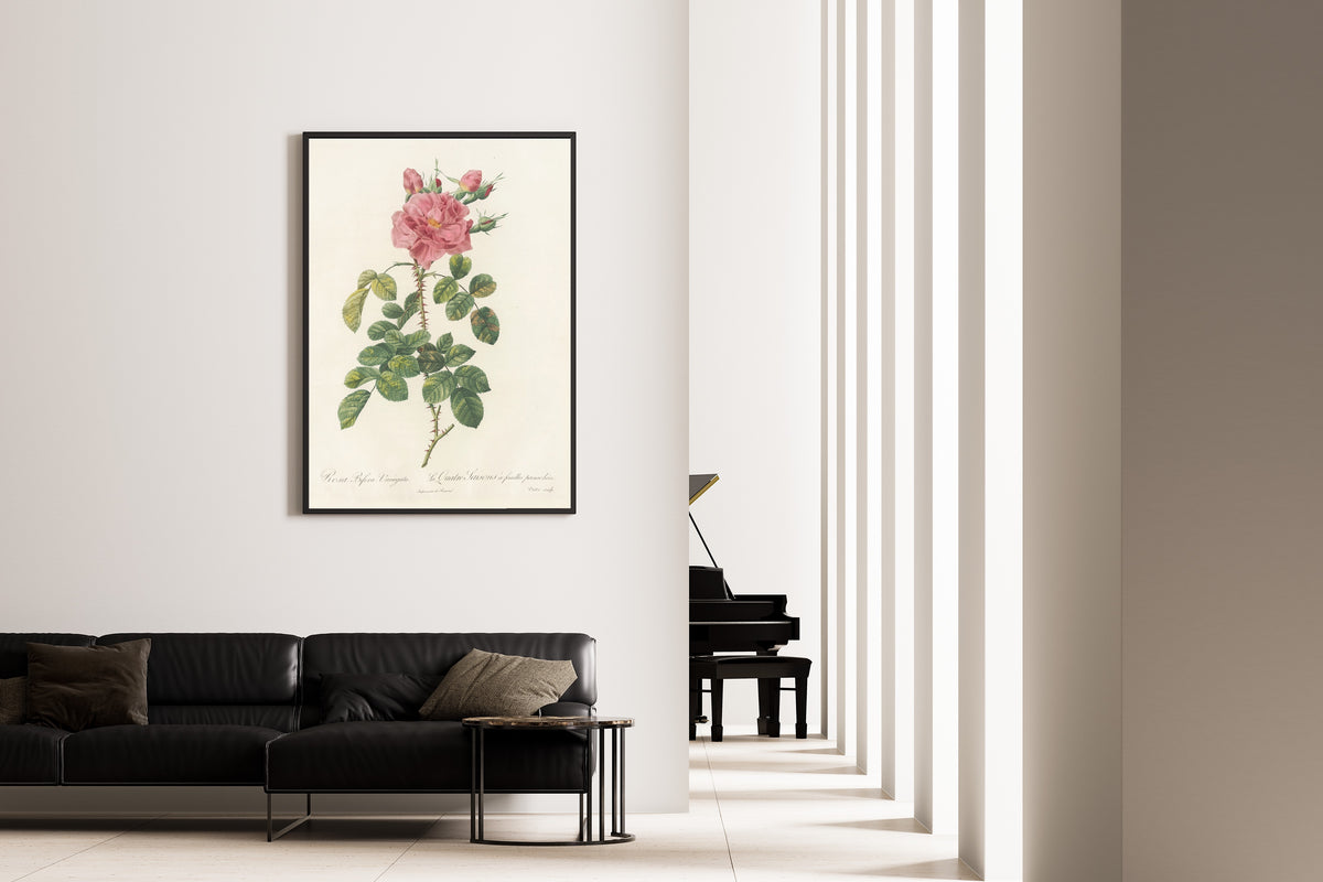 Framed art print of Les Roses: Rosa Bifera Variegata by Pierre-Joseph Redouté, on the wall of a minimal living room