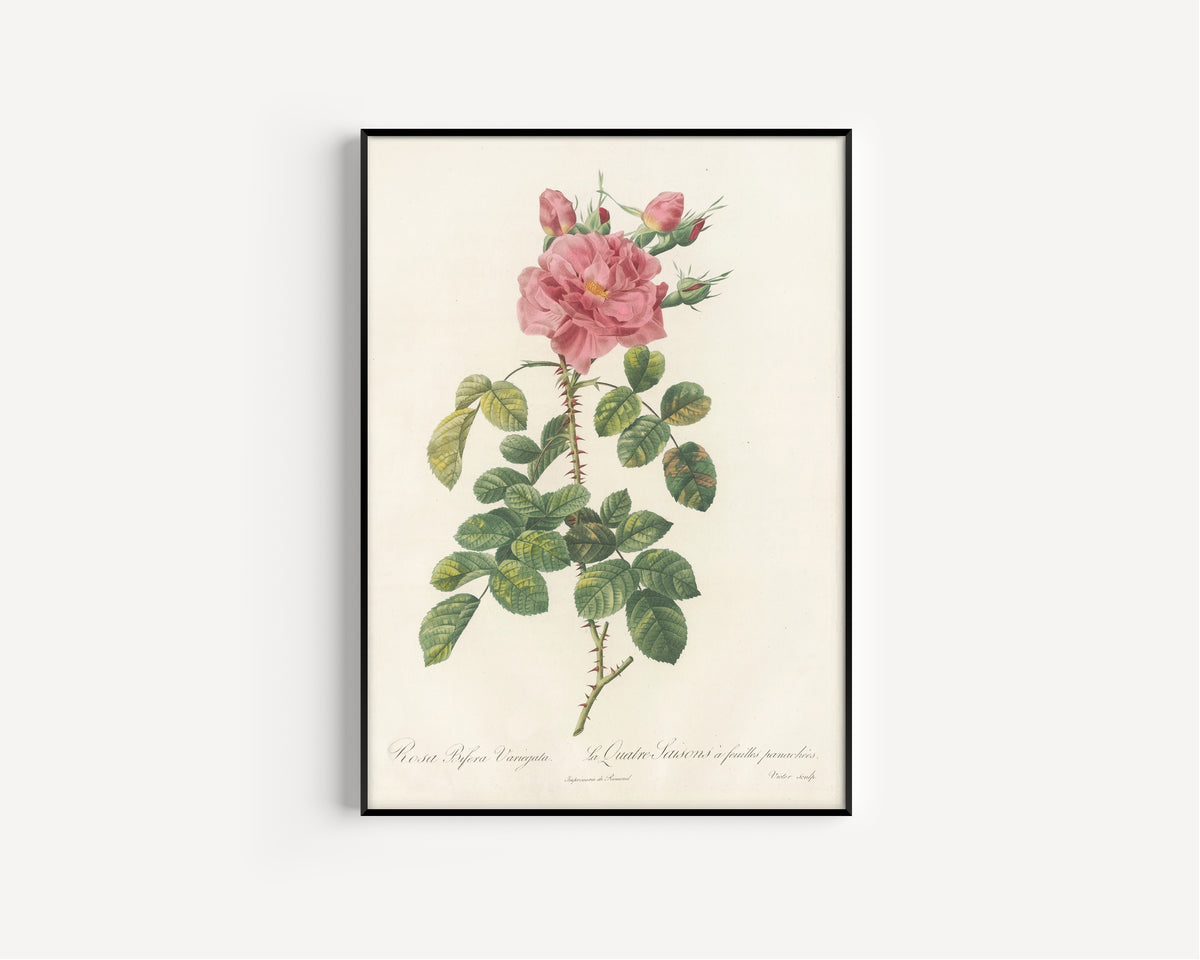 Framed art print of Les Roses: Rosa Bifera Variegata by Pierre-Joseph Redouté, in a slim black frame on a plain white wall