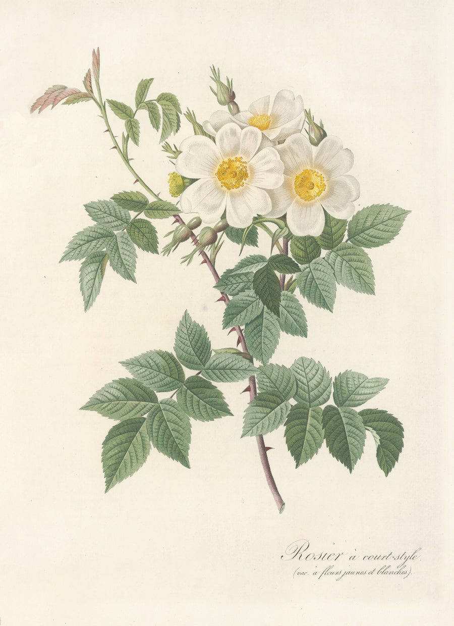 Pierre-Joseph Redouté — Les Roses: Rosa Brevistyla Leucochroa | Botanical Illustration Print shown to scale on a wall above a sofa