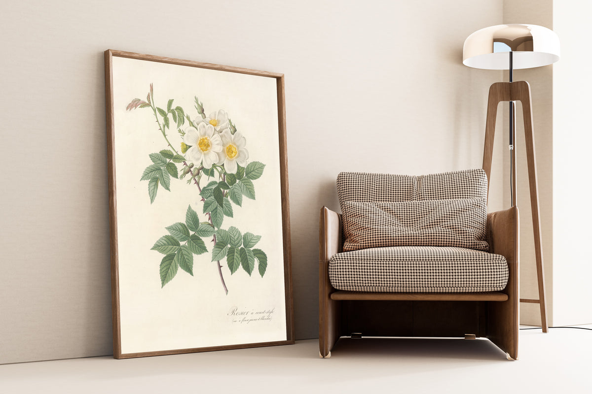 Framed art print of Les Roses: Rosa Brevistyla Leucochroa by Pierre-Joseph Redouté, leaning against a wall beside an armchair and a floor lamp