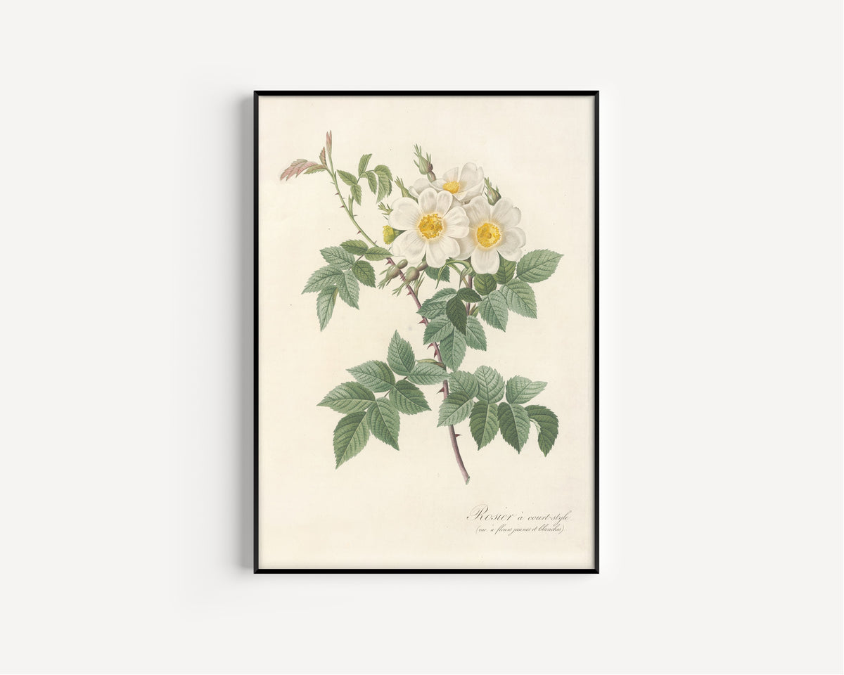 Framed art print of Les Roses: Rosa Brevistyla Leucochroa by Pierre-Joseph Redouté, in a slim black frame on a plain white wall