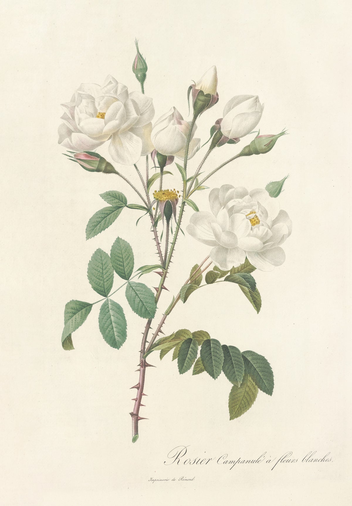 Les Roses: Rosa Campanulata Alba by Pierre-Joseph Redouté — White double roses and cupped buds on prickly mauve stems