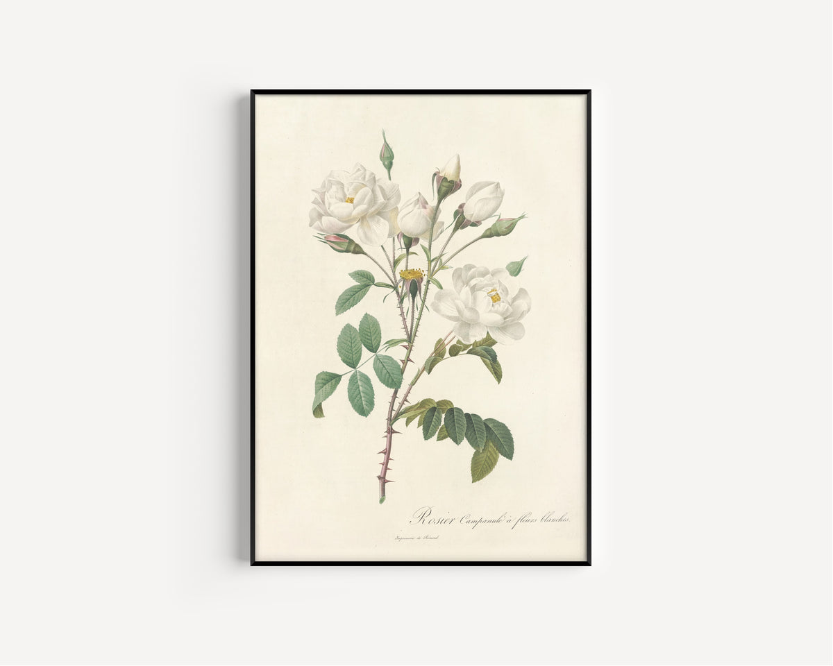 Framed art print of Les Roses: Rosa Campanulata Alba by Pierre-Joseph Redouté, in a slim black frame on a plain white wall