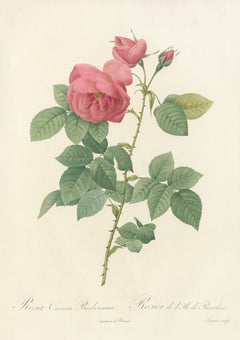 Pierre-Joseph Redouté — Les Roses: Rosa Canina Burboniana | Botanical Illustration Print