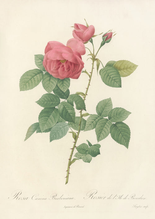 Les Roses: Rosa Canina Burboniana by Pierre-Joseph Redouté — A deep rose-pink double rose with a half-open bloom and a crimson bud