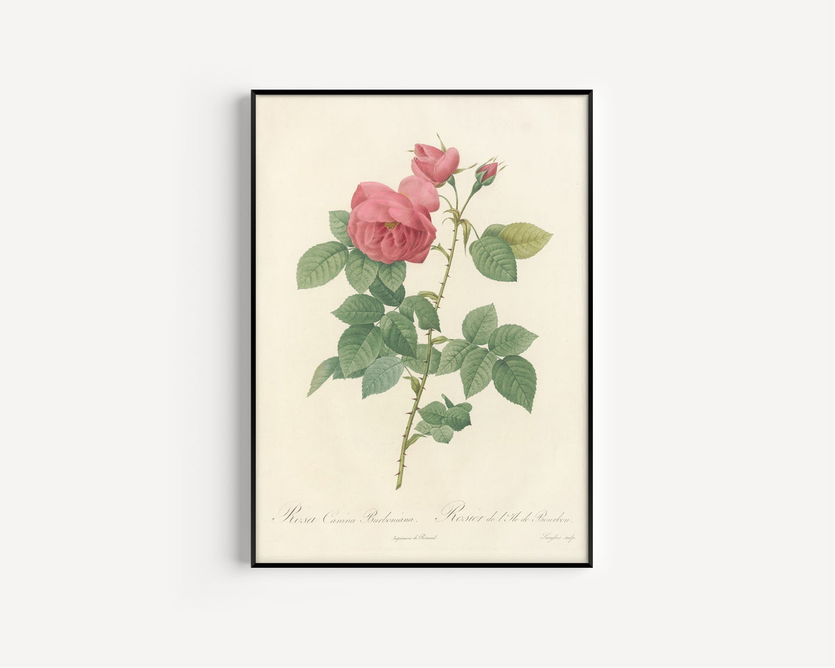 Framed art print of Les Roses: Rosa Canina Burboniana by Pierre-Joseph Redouté, in a slim black frame on a plain white wall