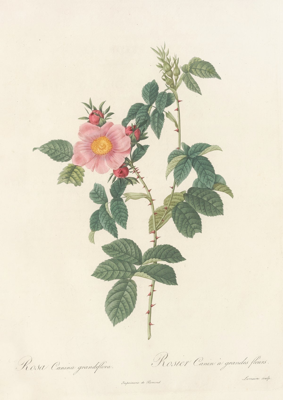 Les Roses: Rosa Canina Grandiflora by Pierre-Joseph Redouté — A pale pink single rose with three crimson buds on a thorny stem