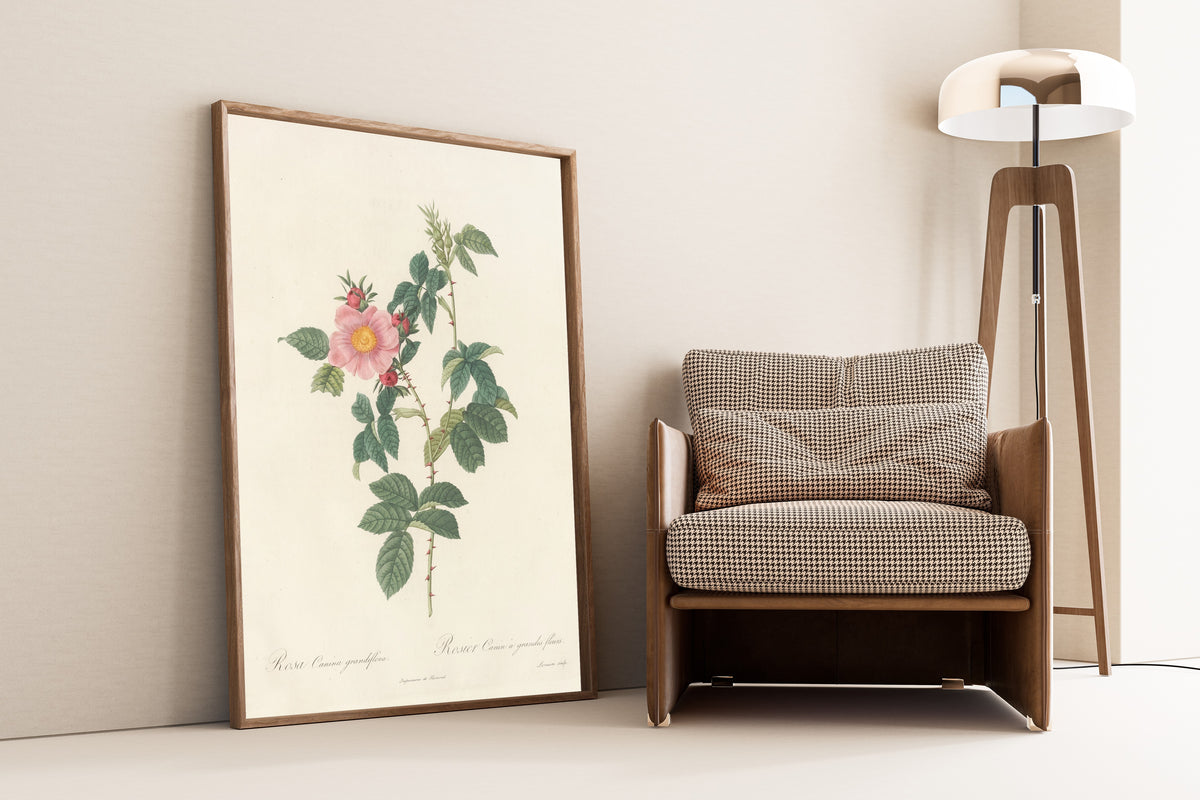 Framed art print of Les Roses: Rosa Canina Grandiflora by Pierre-Joseph Redouté, leaning against a wall beside an armchair and a floor lamp