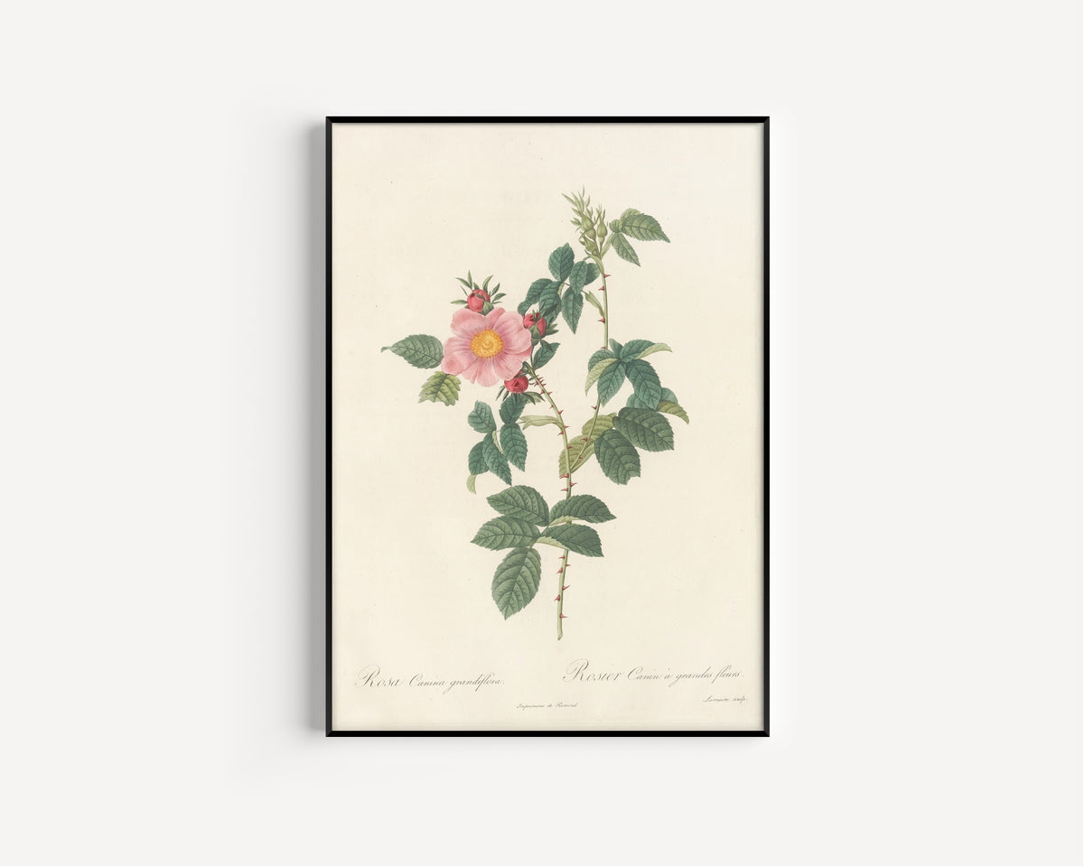 Framed art print of Les Roses: Rosa Canina Grandiflora by Pierre-Joseph Redouté, in a slim black frame on a plain white wall