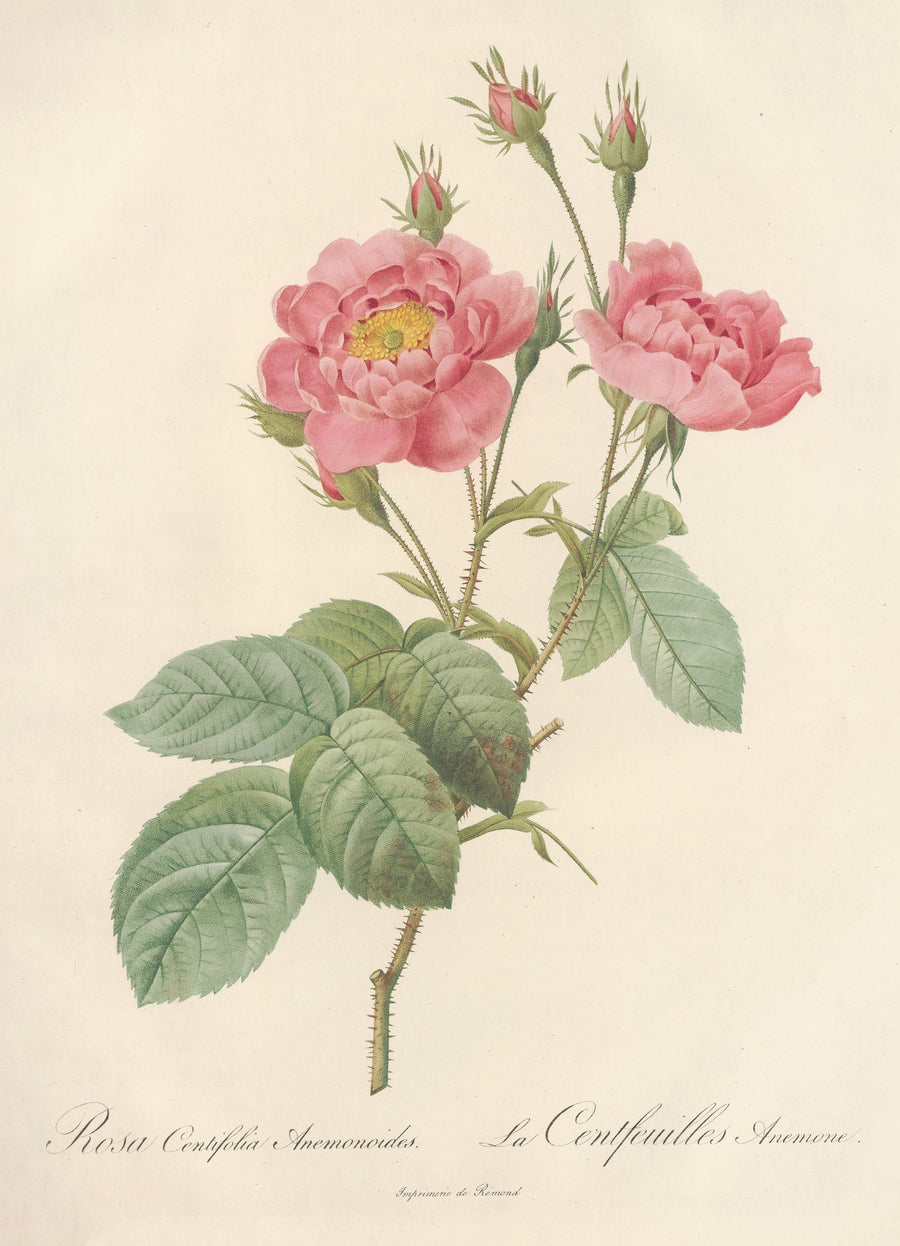 Pierre-Joseph Redouté — Les Roses: Rosa Centifolia Anemonoides | Botanical Illustration Print shown to scale on a wall above a sofa