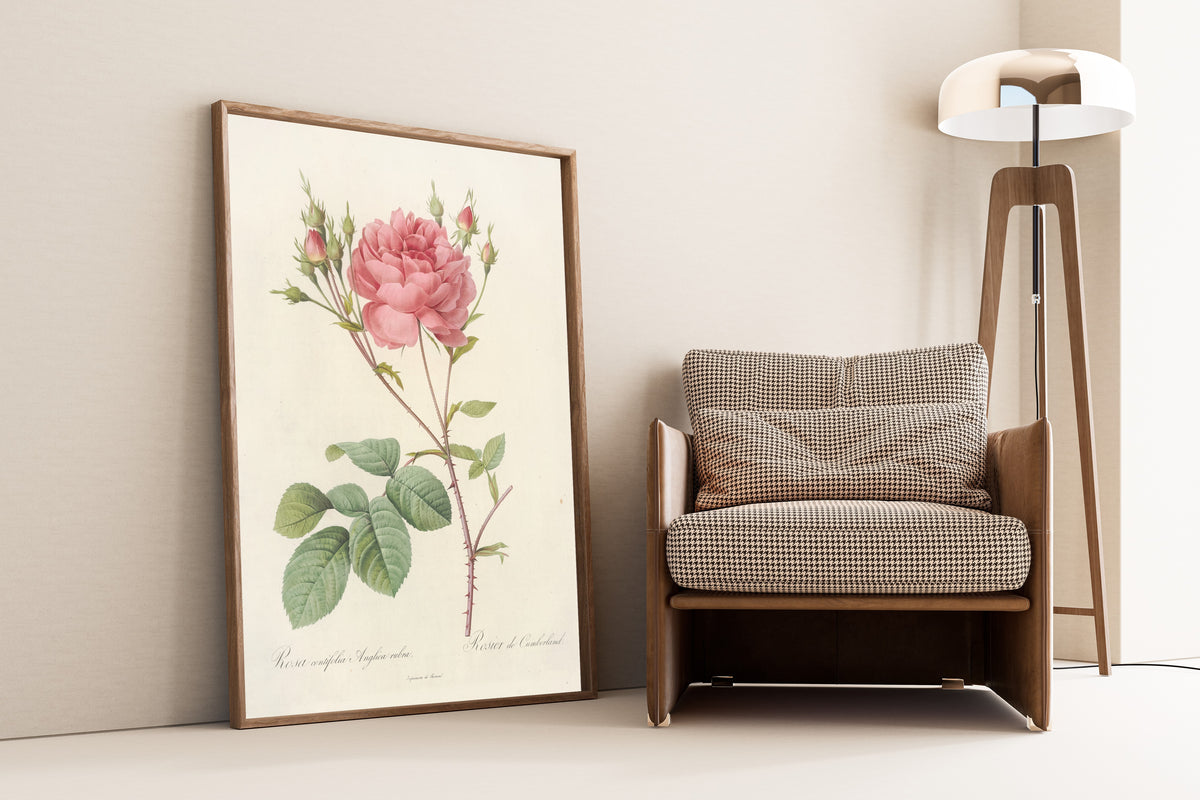 Framed art print of Les Roses: Rosa Centifolia Anglica Rubra by Pierre-Joseph Redouté, leaning against a wall beside an armchair and a floor lamp