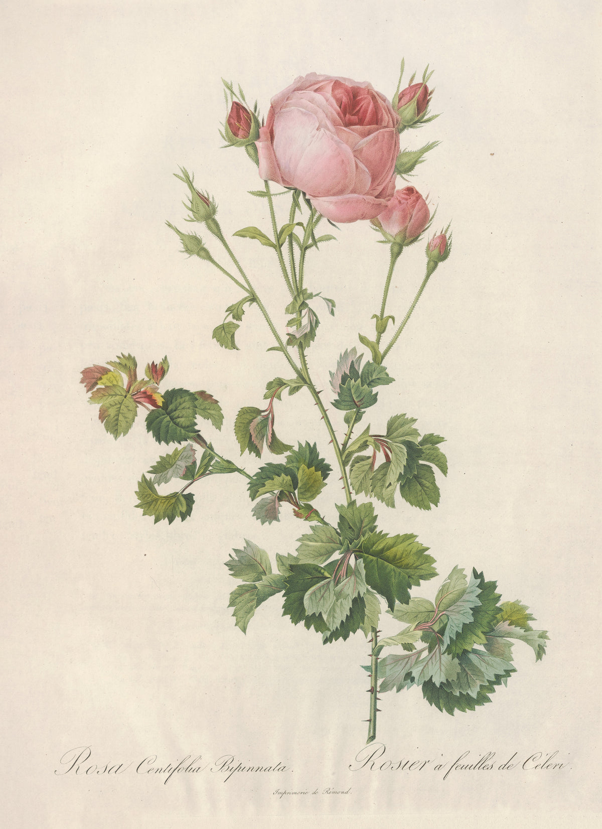 Les Roses: Rosa Centifolia Bipinnata by Pierre-Joseph Redouté — A pink double rose among crimson buds above crinkled, cut leaves