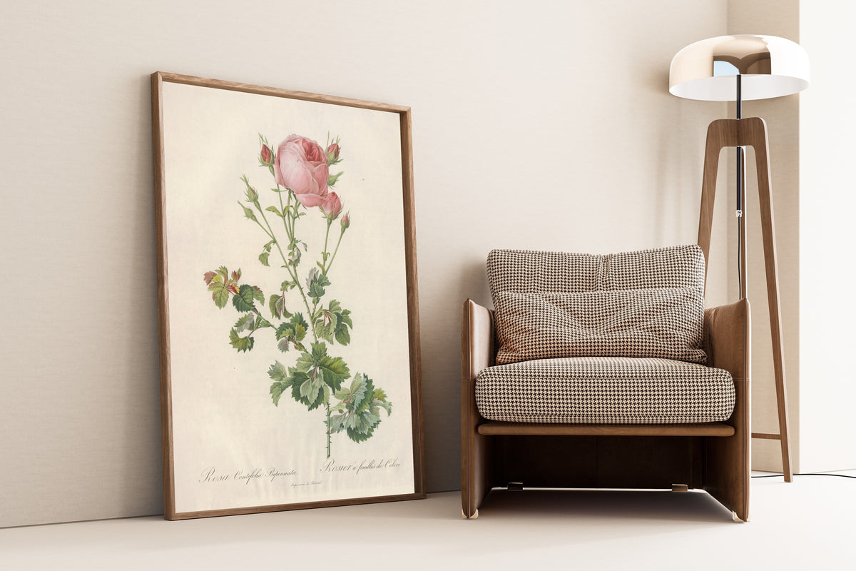 Framed art print of Les Roses: Rosa Centifolia Bipinnata by Pierre-Joseph Redouté, leaning against a wall beside an armchair and a floor lamp