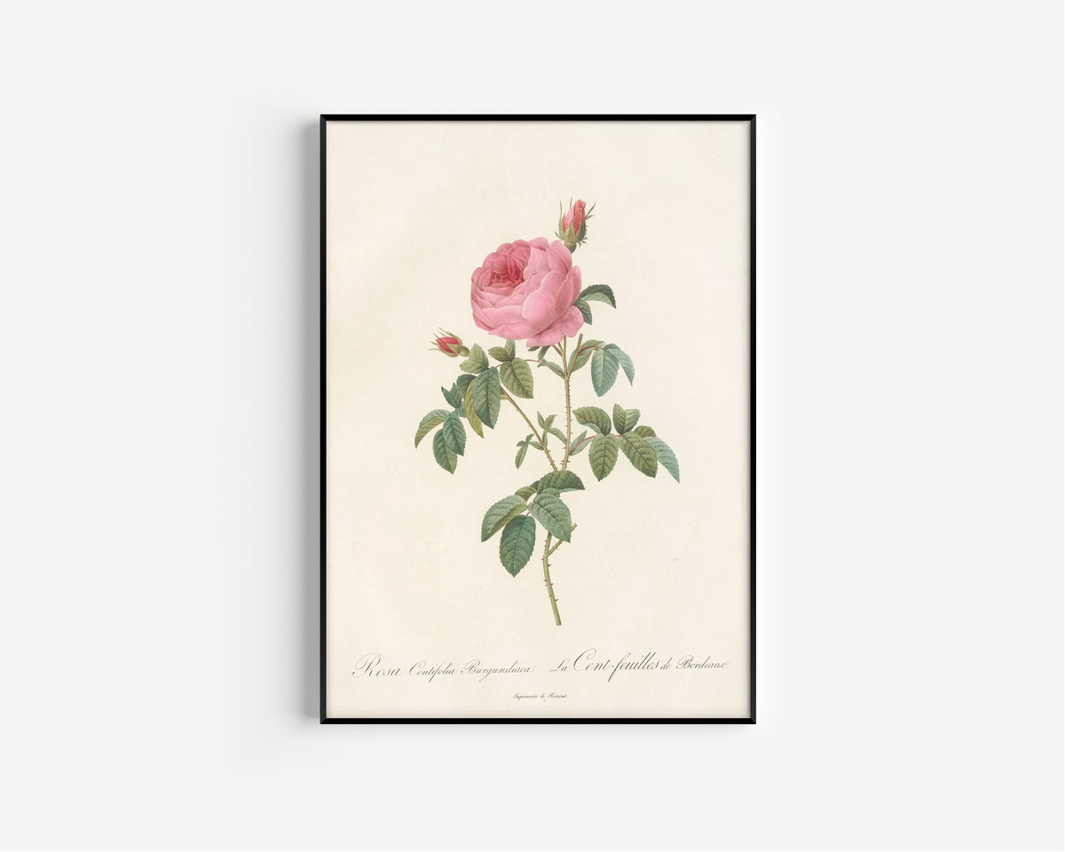 Framed art print of Les Roses: Rosa Centifolia Burgundiaca by Pierre-Joseph Redouté, in a slim black frame on a plain white wall