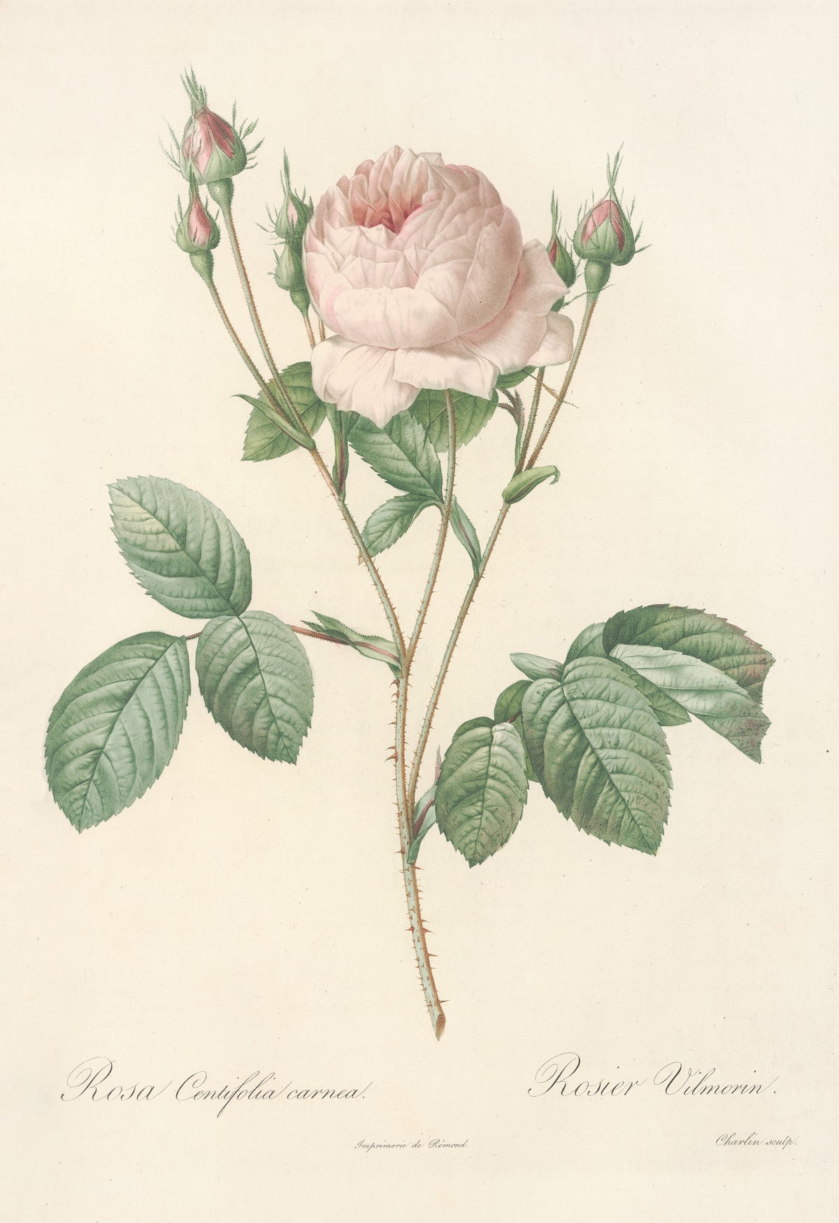 Les Roses: Rosa Centifolia Carnea by Pierre-Joseph Redouté — A blush double rose with a rosy heart and crimson-tipped buds