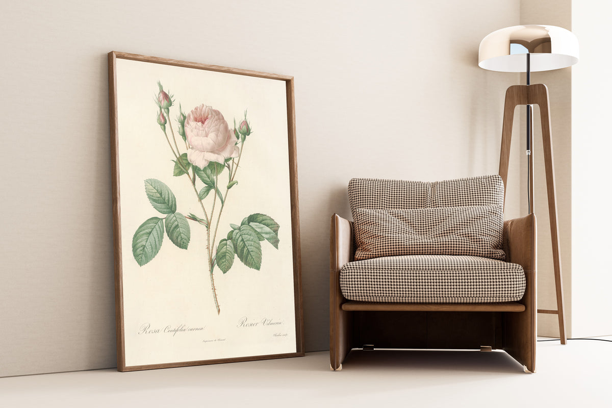 Framed art print of Les Roses: Rosa Centifolia Carnea by Pierre-Joseph Redouté, leaning against a wall beside an armchair and a floor lamp