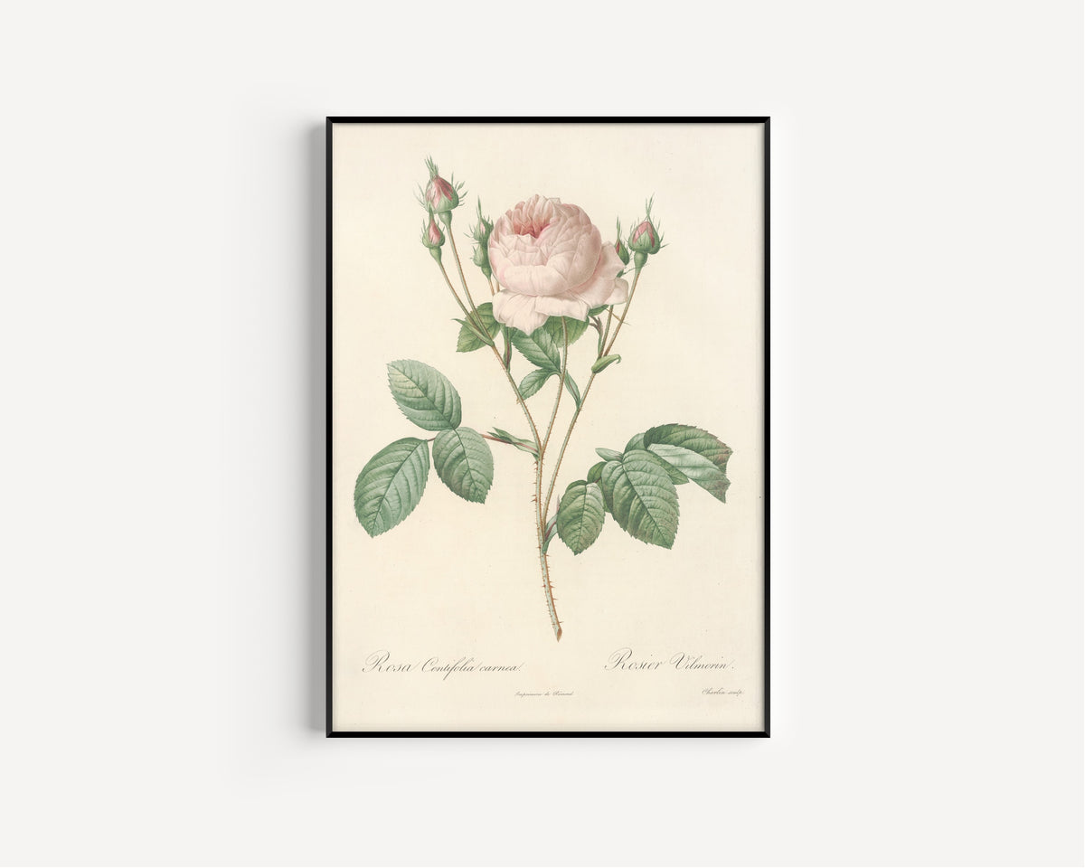 Framed art print of Les Roses: Rosa Centifolia Carnea by Pierre-Joseph Redouté, in a slim black frame on a plain white wall