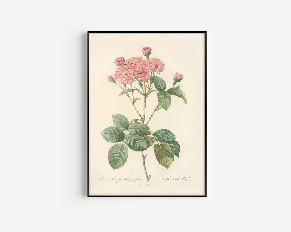 Framed art print of Les Roses: Rosa Centifolia Caryophyllea by Pierre-Joseph Redouté, in a slim black frame on a plain white wall
