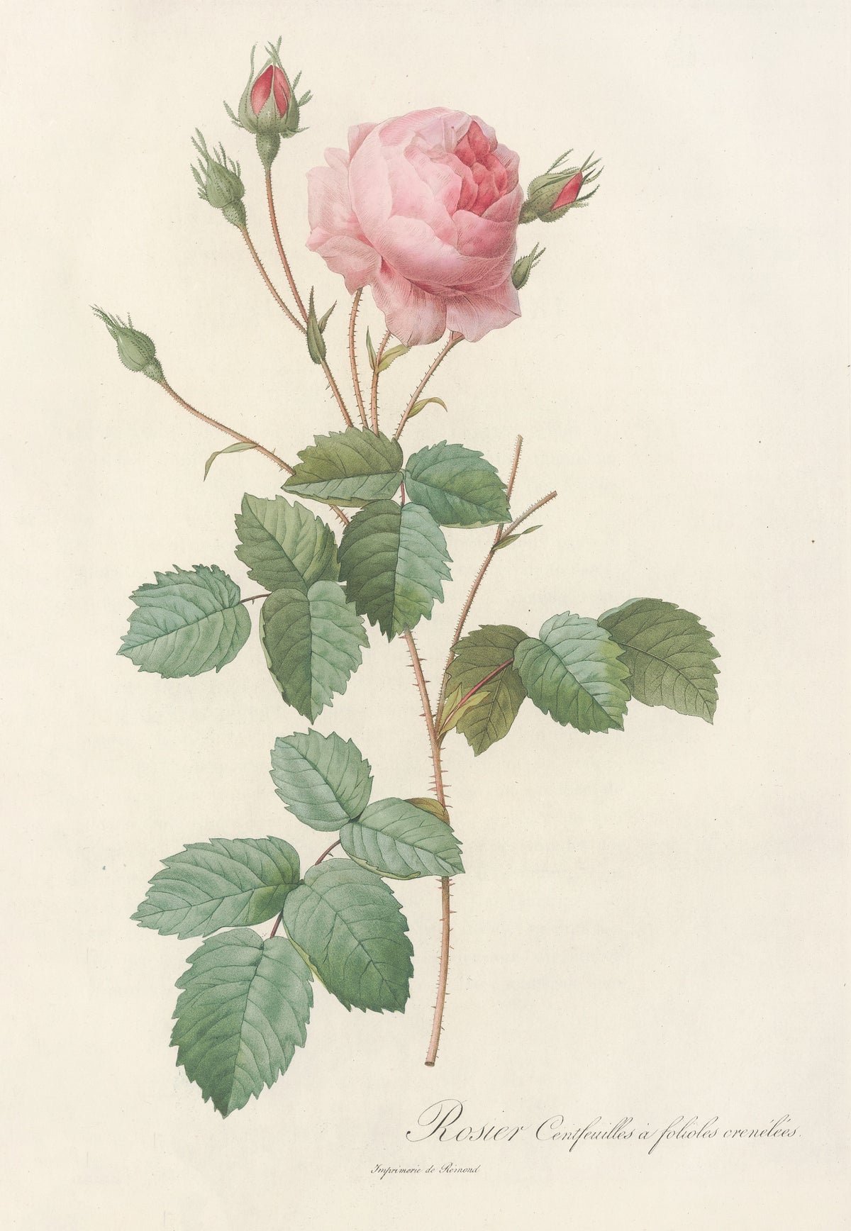 Les Roses: Rosa Centifolia Crenata by Pierre-Joseph Redouté — A soft pink double rose with a crimson heart above a thorny stem