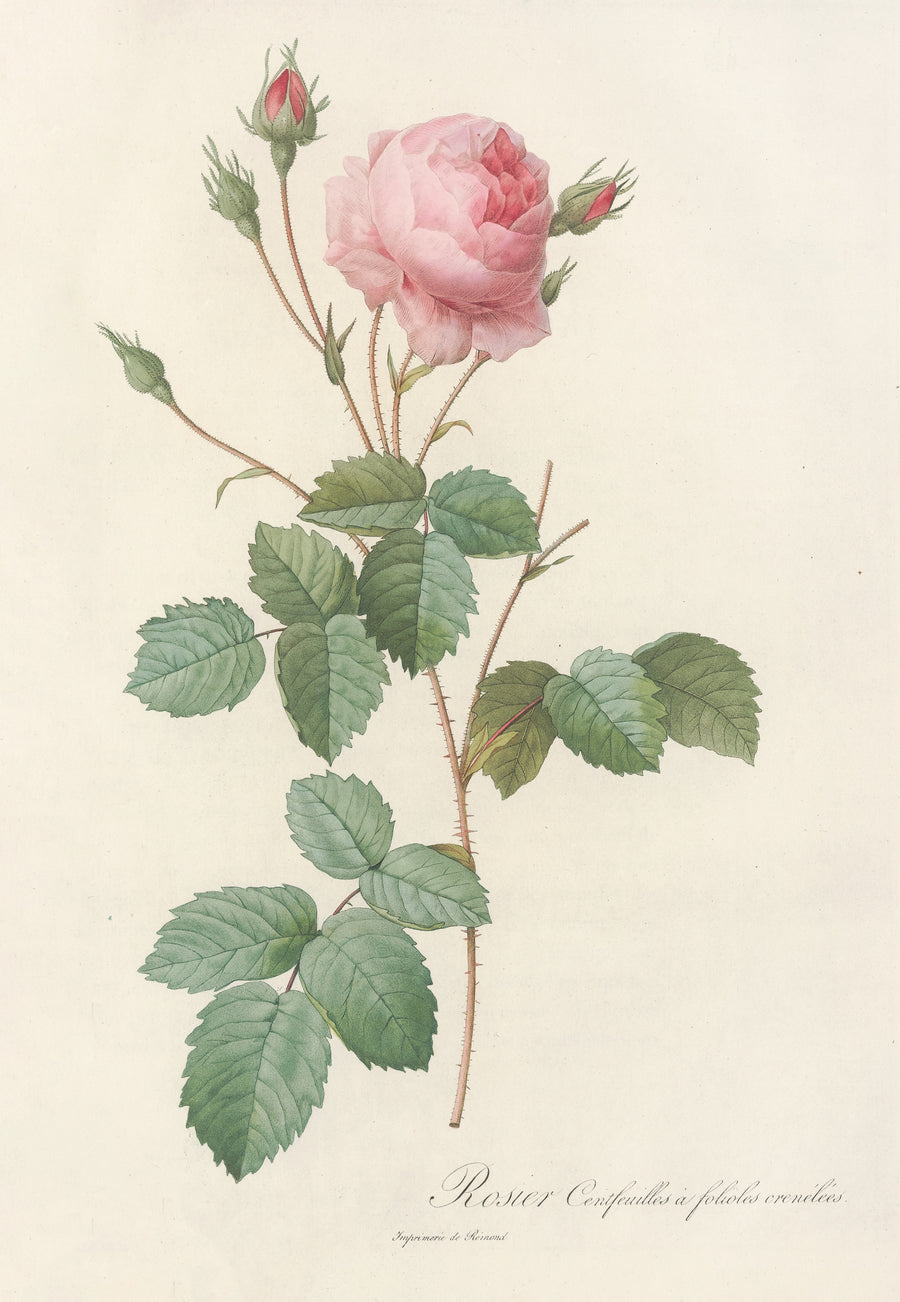 Pierre-Joseph Redouté — Les Roses: Rosa Centifolia Crenata | Botanical Illustration Print shown to scale on a wall above a sofa