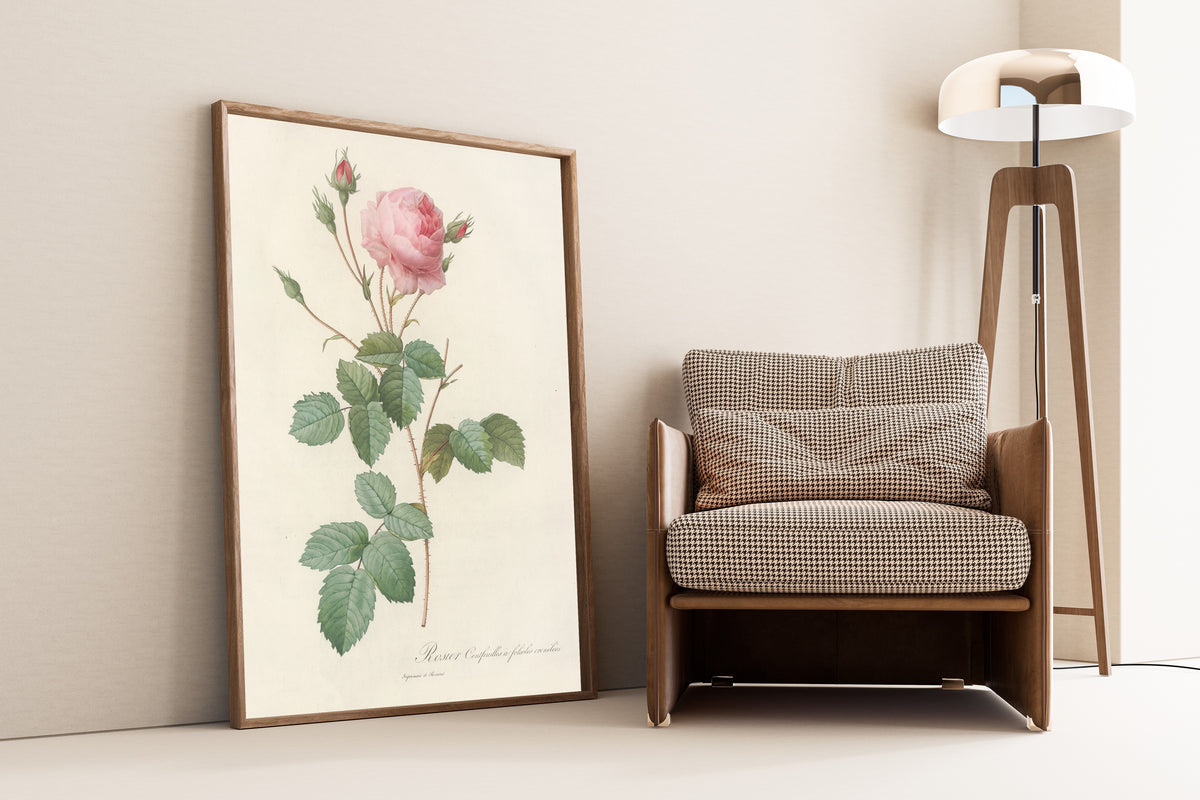 Framed art print of Les Roses: Rosa Centifolia Crenata by Pierre-Joseph Redouté, leaning against a wall beside an armchair and a floor lamp