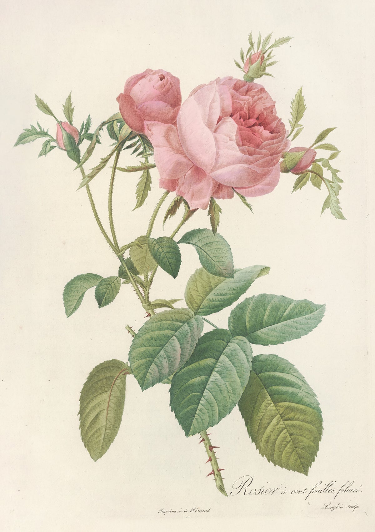 Les Roses: Rosa Centifolia Foliacea by Pierre-Joseph Redouté — A pale pink double rose beside a deeper cupped bloom, with three buds