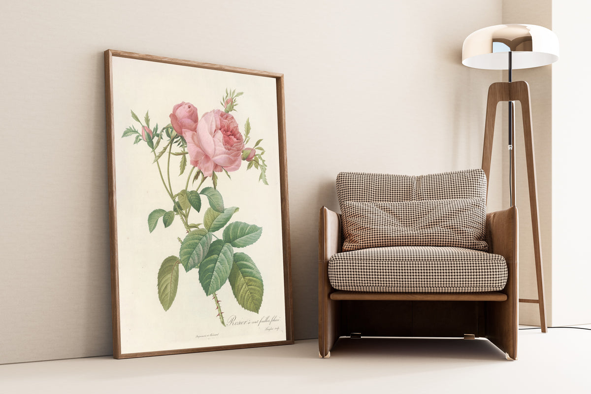 Framed art print of Les Roses: Rosa Centifolia Foliacea by Pierre-Joseph Redouté, leaning against a wall beside an armchair and a floor lamp