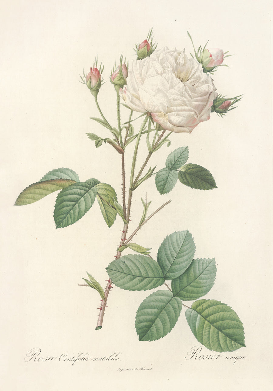 Pierre-Joseph Redouté — Les Roses: Rosa Centifolia Mutabilis | Botanical Illustration Print shown to scale on a wall above a sofa