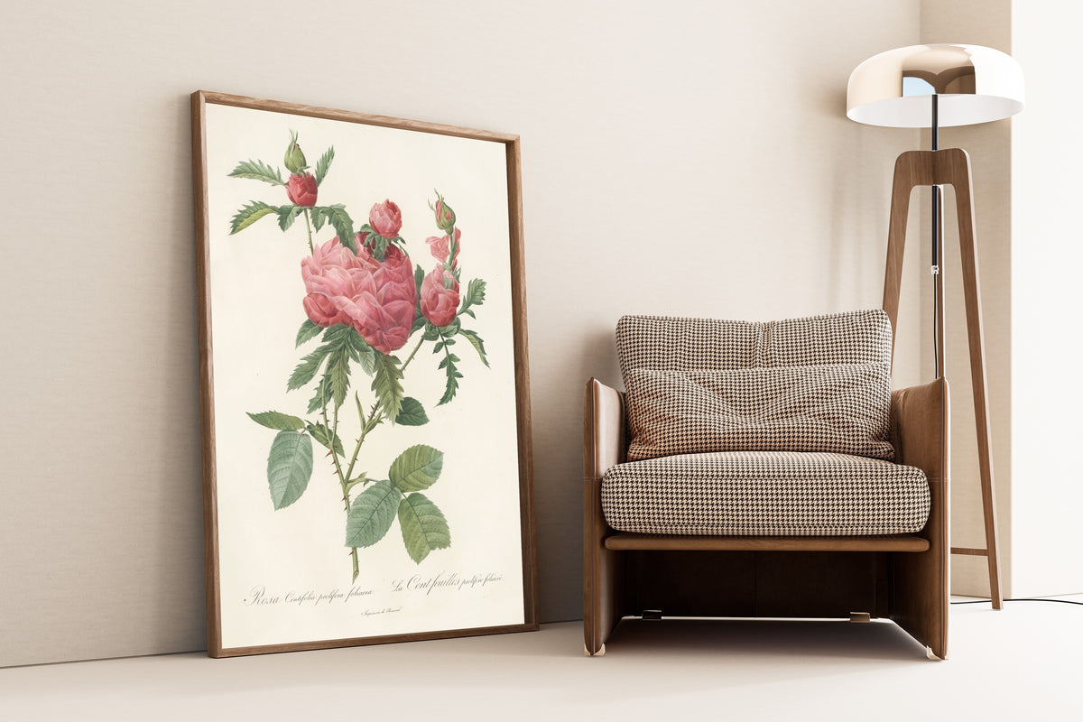 Framed art print of Les Roses: Rosa Centifolia Prolifera Foliacea by Pierre-Joseph Redouté, leaning against a wall beside an armchair and a floor lamp