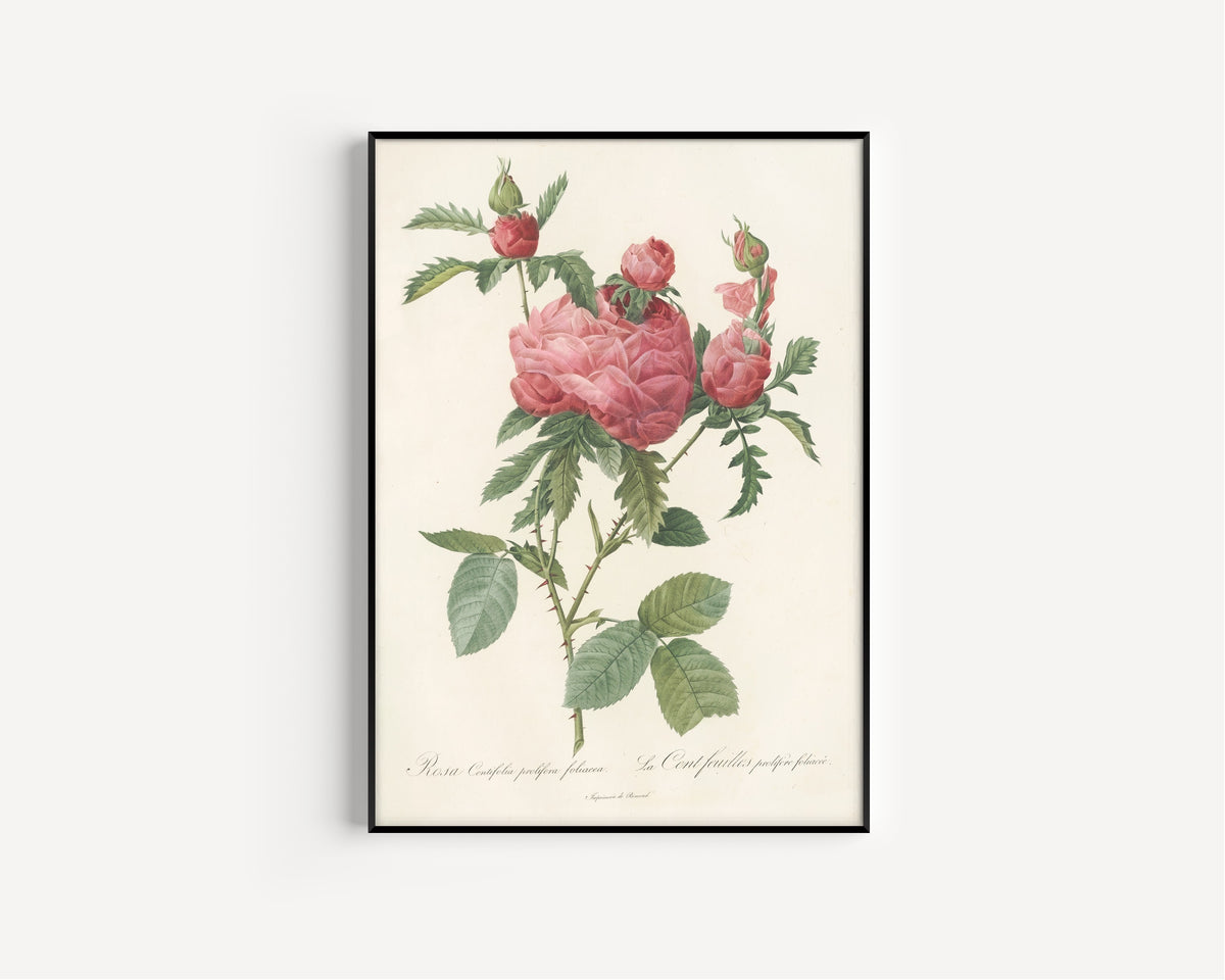 Framed art print of Les Roses: Rosa Centifolia Prolifera Foliacea by Pierre-Joseph Redouté, in a slim black frame on a plain white wall