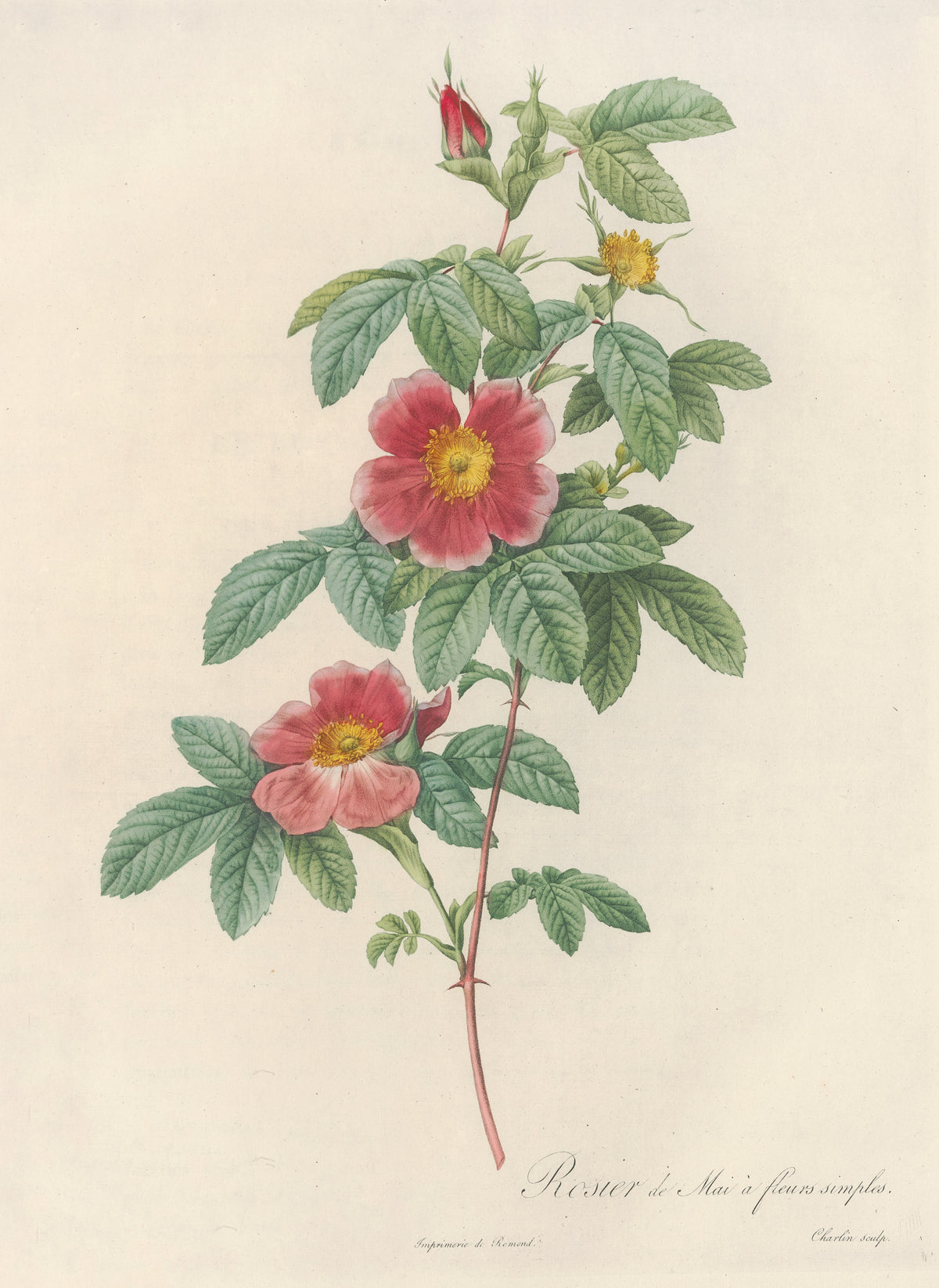Les Roses: Rosa Cinnamomea Flore Simplici by Pierre-Joseph Redouté — Two single roses in rose-red fading to pale pink on a red-brown stem