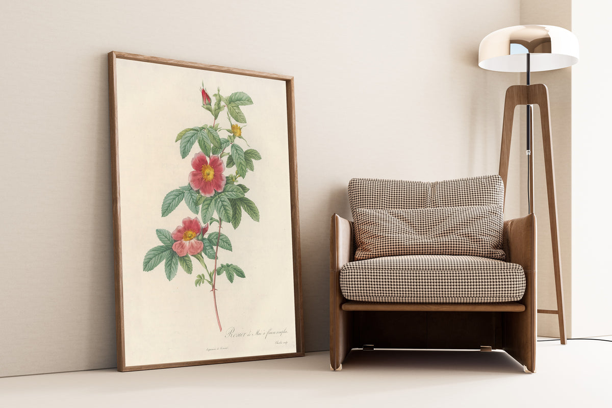 Framed art print of Les Roses: Rosa Cinnamomea Flore Simplici by Pierre-Joseph Redouté, leaning against a wall beside an armchair and a floor lamp