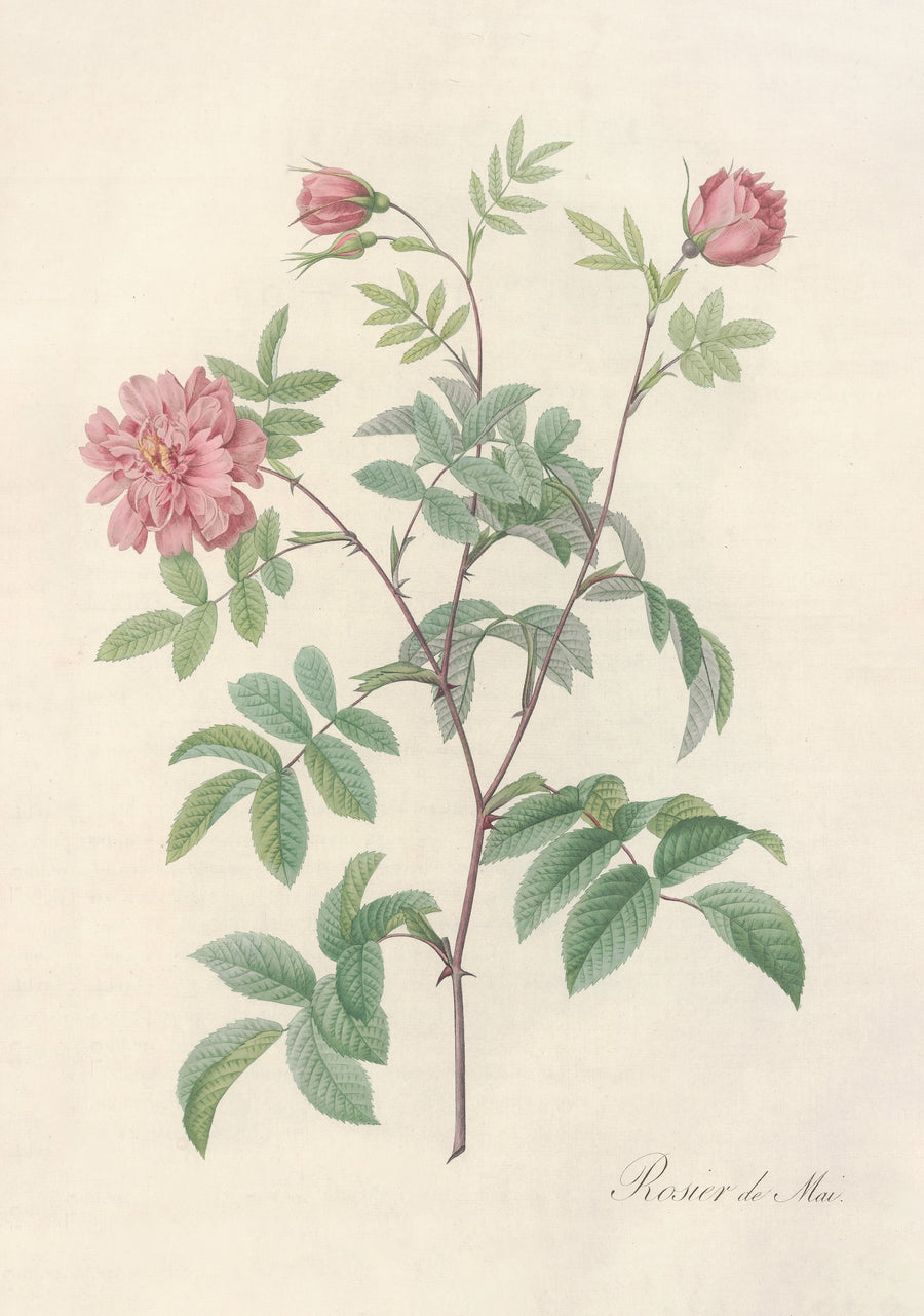 Pierre-Joseph Redouté — Les Roses: Rosa Cinnamomea Maialis | Botanical Illustration Print shown to scale on a wall above a sofa