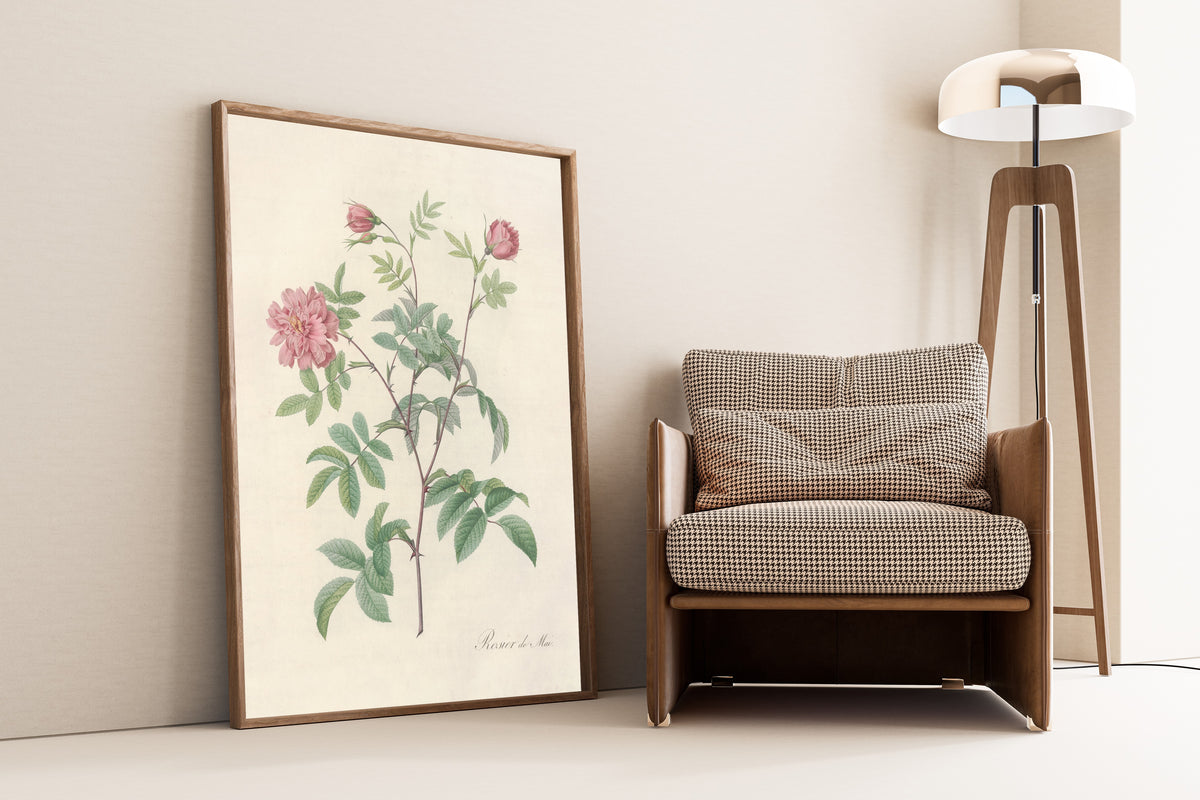 Framed art print of Les Roses: Rosa Cinnamomea Maialis by Pierre-Joseph Redouté, leaning against a wall beside an armchair and a floor lamp
