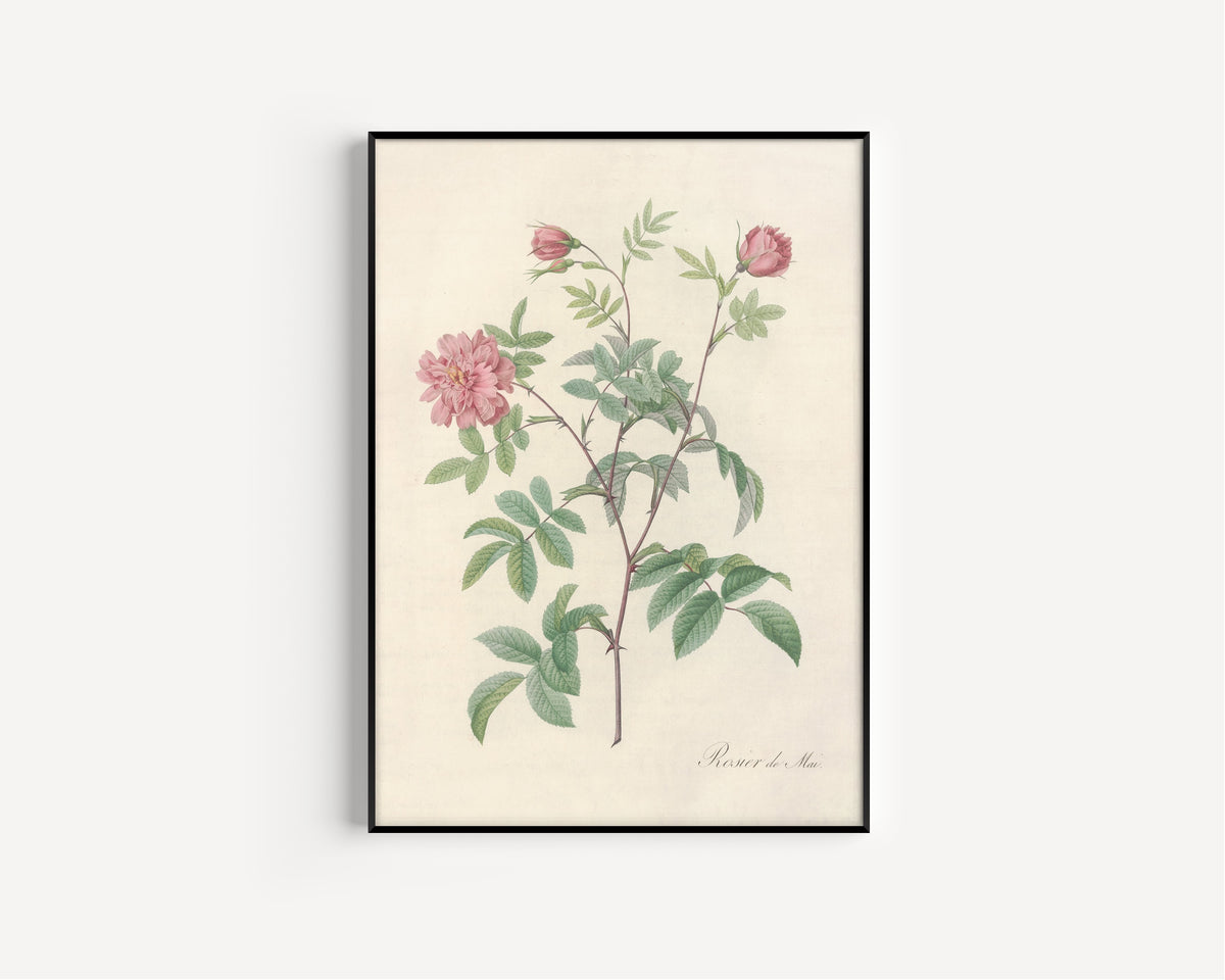 Framed art print of Les Roses: Rosa Cinnamomea Maialis by Pierre-Joseph Redouté, in a slim black frame on a plain white wall