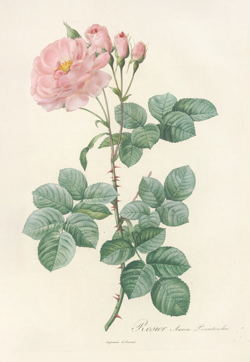 Les Roses: Rosa Damascena Aurora by Pierre-Joseph Redouté — A soft pink semi-double rose with four buds on a thorned stem