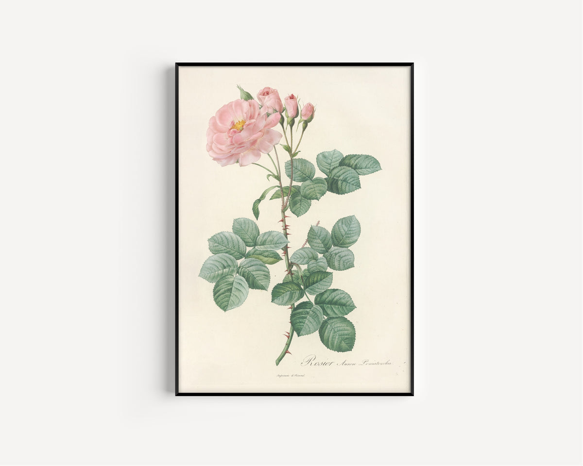 Framed art print of Les Roses: Rosa Damascena Aurora by Pierre-Joseph Redouté, in a slim black frame on a plain white wall