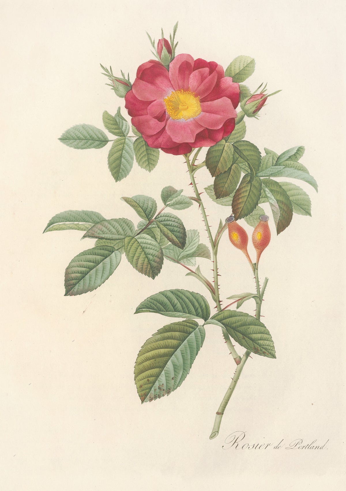Les Roses: Rosa Damascena Coccinea by Pierre-Joseph Redouté — A crimson rose with a gold heart above a pair of orange-red hips