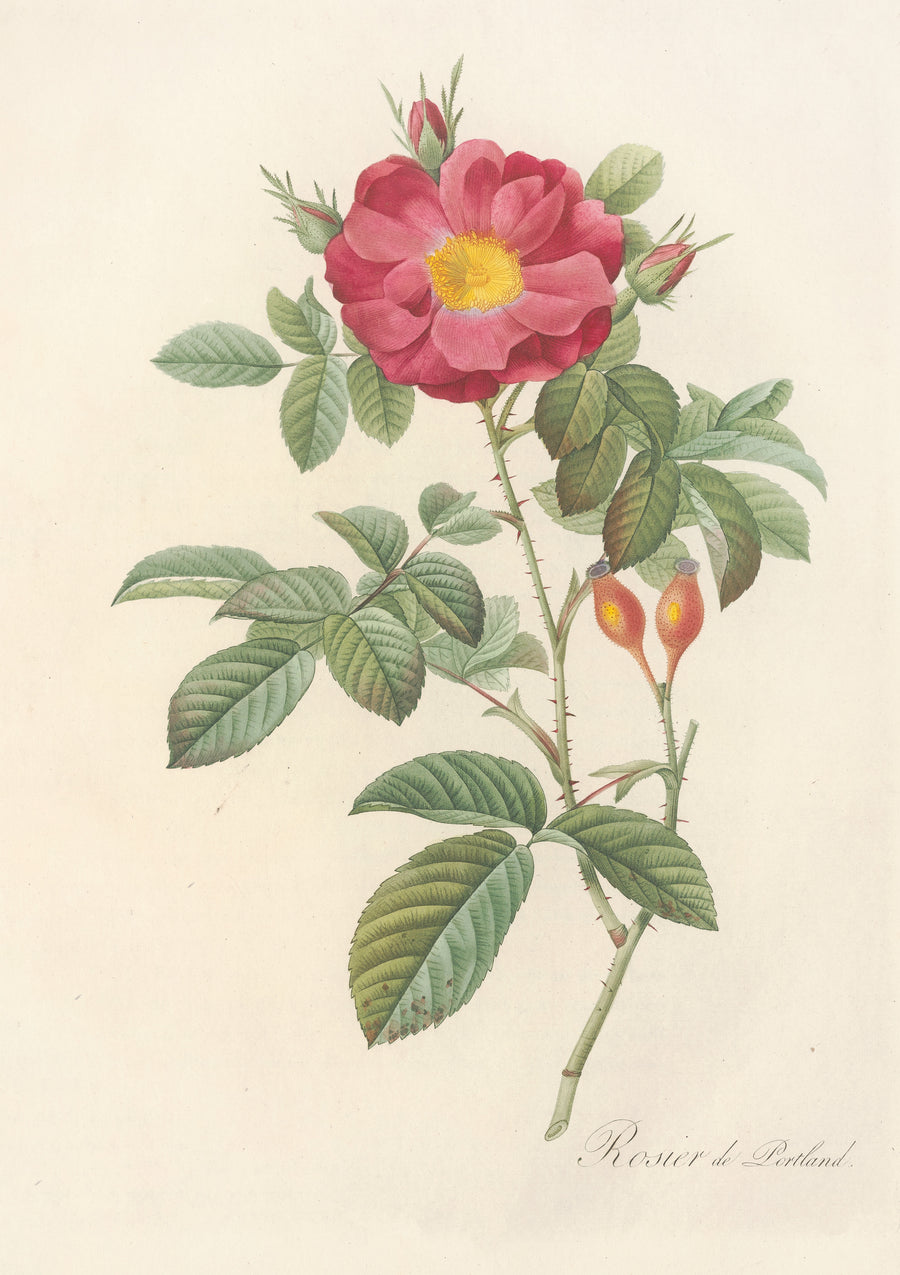 Pierre-Joseph Redouté — Les Roses: Rosa Damascena Coccinea | Botanical Illustration Print shown to scale on a wall above a sofa