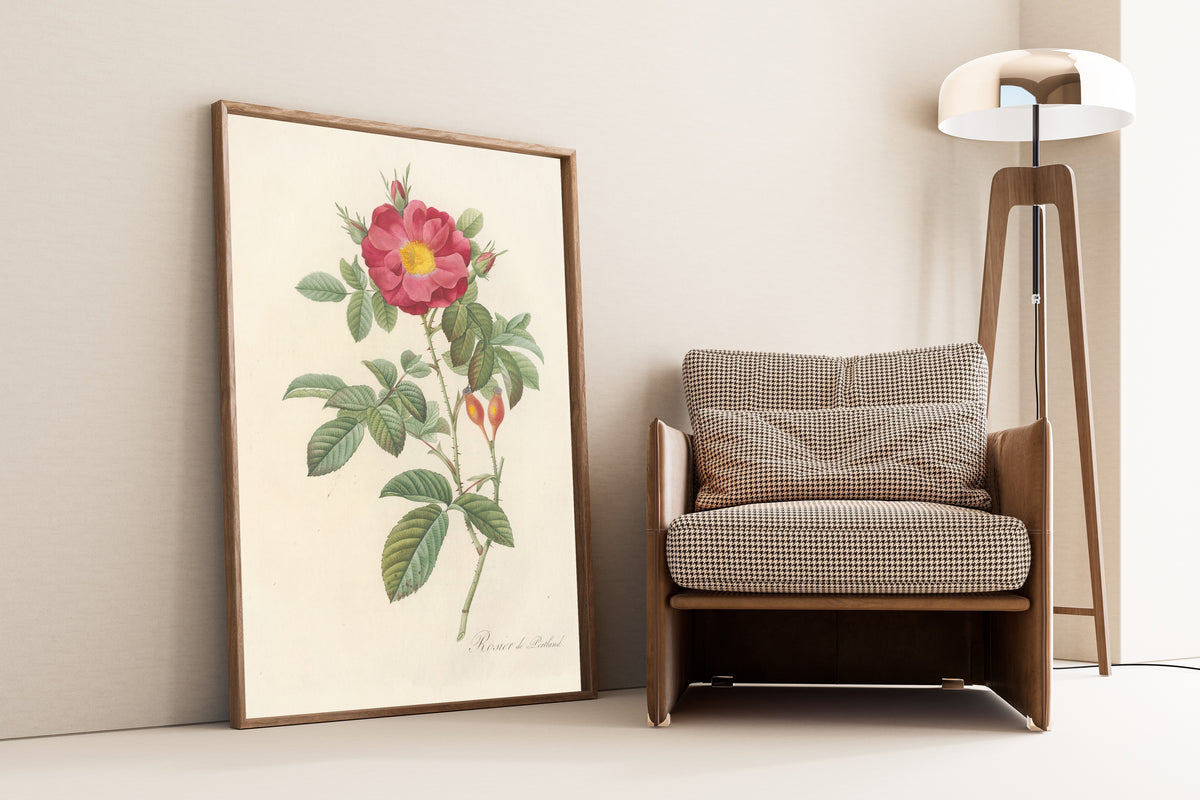 Framed art print of Les Roses: Rosa Damascena Coccinea by Pierre-Joseph Redouté, leaning against a wall beside an armchair and a floor lamp