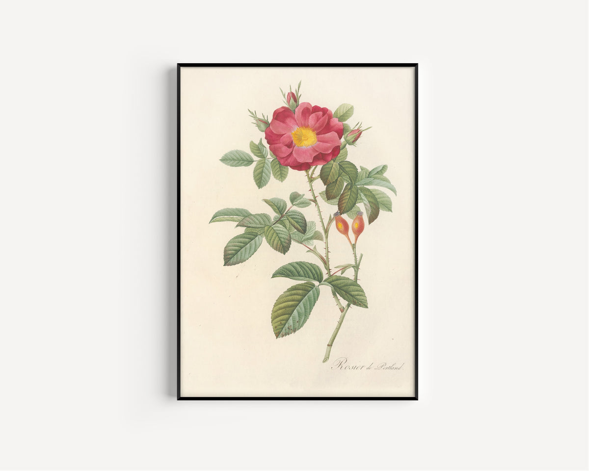 Framed art print of Les Roses: Rosa Damascena Coccinea by Pierre-Joseph Redouté, in a slim black frame on a plain white wall