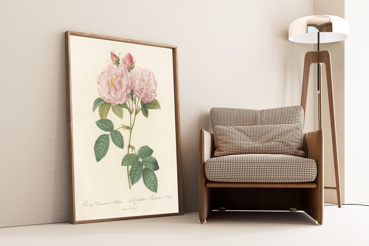 Framed art print of Les Roses: Rosa Damascena Italica by Pierre-Joseph Redouté, leaning against a wall beside an armchair and a floor lamp