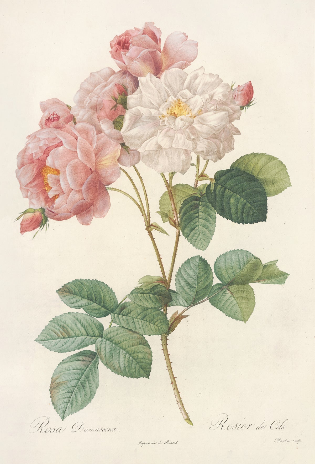 Pierre-Joseph Redouté — Les Roses: Rosa Damascena (Rosier de Cels) | Botanical Illustration Print