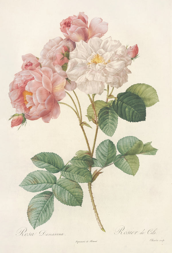 Pierre-Joseph Redouté — Les Roses: Rosa Damascena (Rosier de Cels) | Botanical Illustration Print