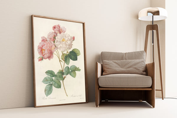 Pierre-Joseph Redouté — Les Roses: Rosa Damascena (Rosier de Cels) | Botanical Illustration Print