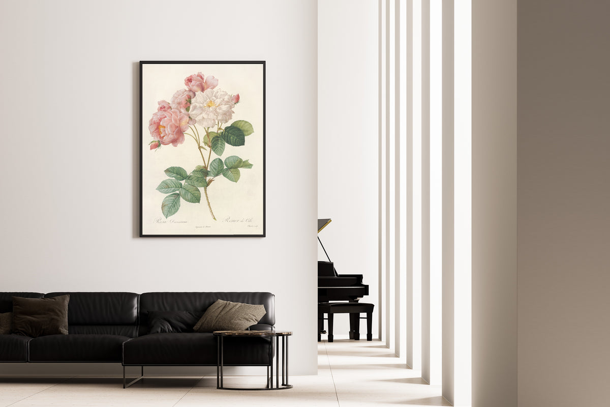 Pierre-Joseph Redouté — Les Roses: Rosa Damascena (Rosier de Cels) | Botanical Illustration Print